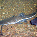 Firewood Catfish - Photo U.S. Geological Survey Archive, U.S. Geological Survey, Bugwood.org, no known copyright restrictions (public domain)