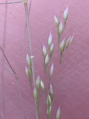 Agrostis hyemalis, photograph 5