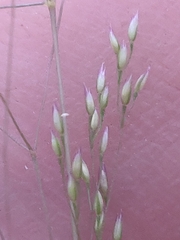 Agrostis hyemalis, photograph author not stated, no rights reserved