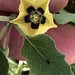 Tomatillo - Photo (c) Suzette Rogers, algunos derechos reservados (CC BY-NC), subido por Suzette Rogers