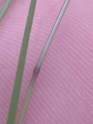 Agrostis hyemalis, photograph 6