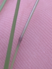 Agrostis hyemalis, photograph author not stated, no rights reserved