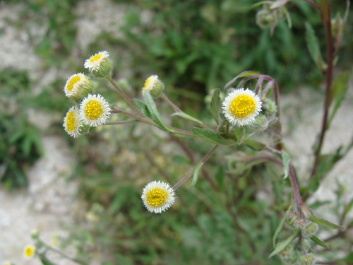 Image of Erigeron laevigatus by (c) Alexis López Hernández, some rights reserved (CC BY)