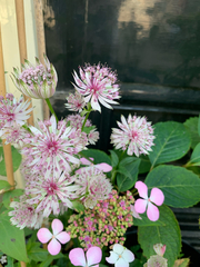 Astrantia major