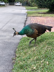 Pavo cristatus × muticus