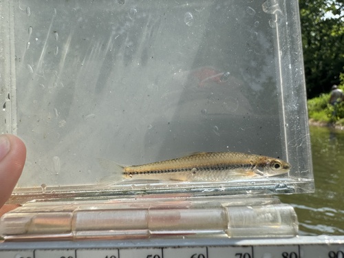 Palezone shiner (Notropis albizonatus) — Cyprinidae — 4