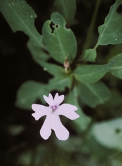 Impatiens kinabaluensis