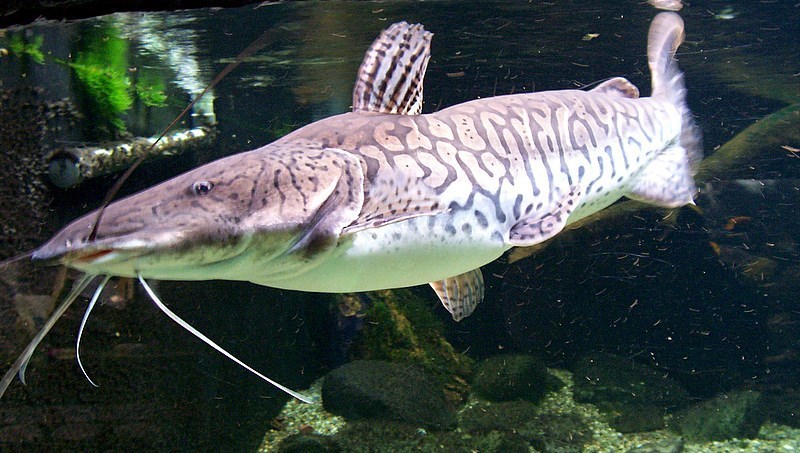 Tiger Catfish