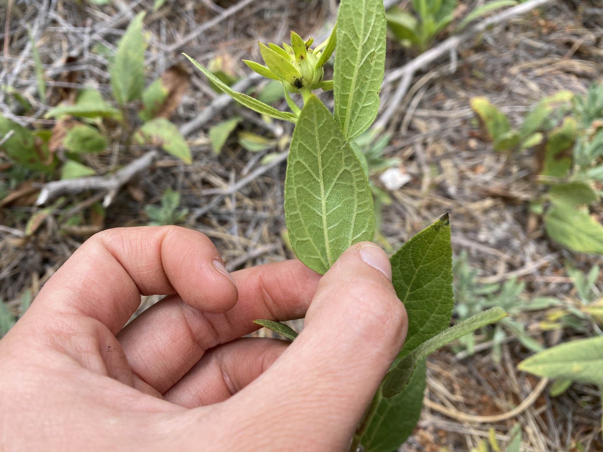 Imagem de Agnorhiza reticulata