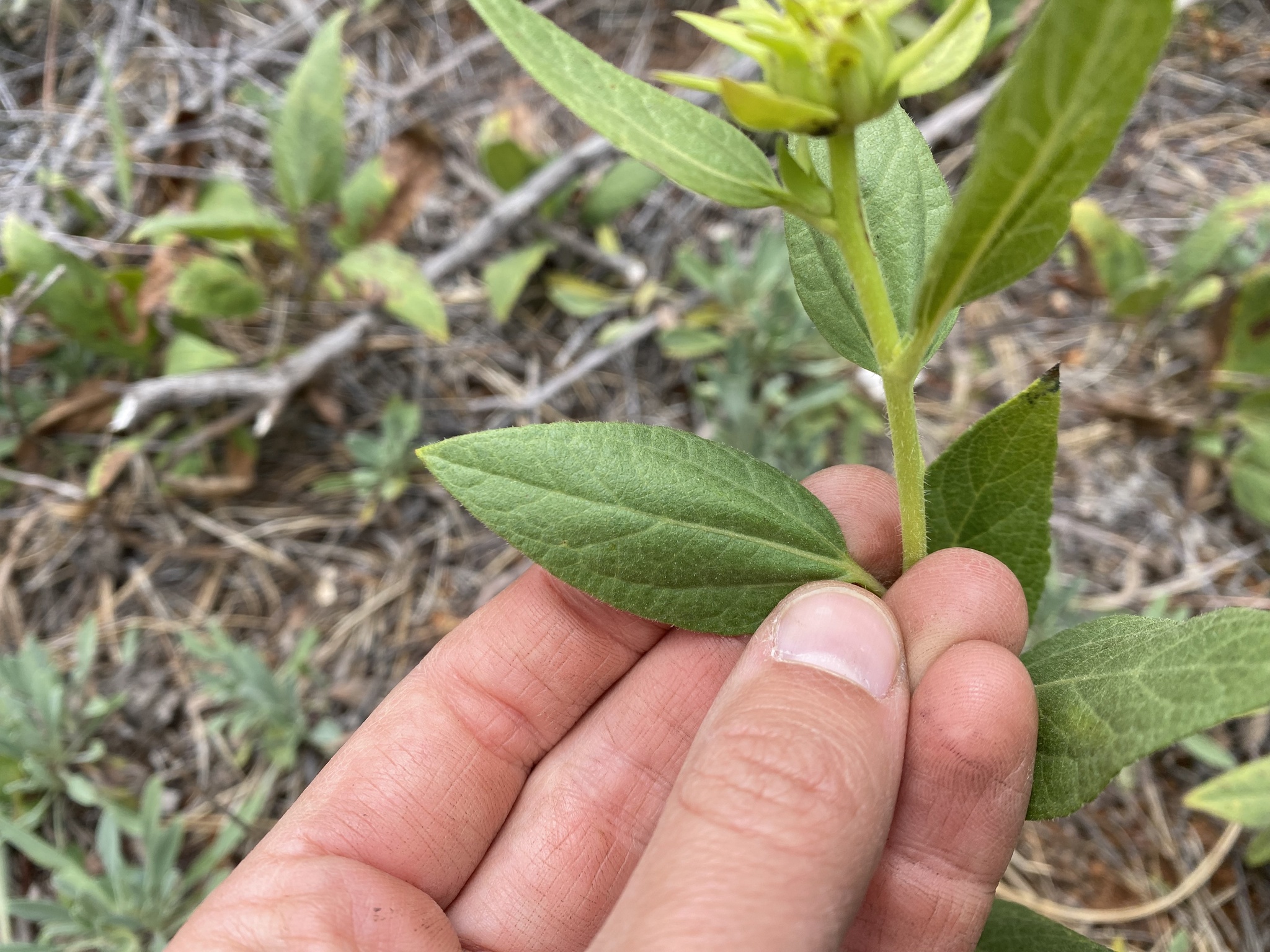 Imagem de Agnorhiza reticulata