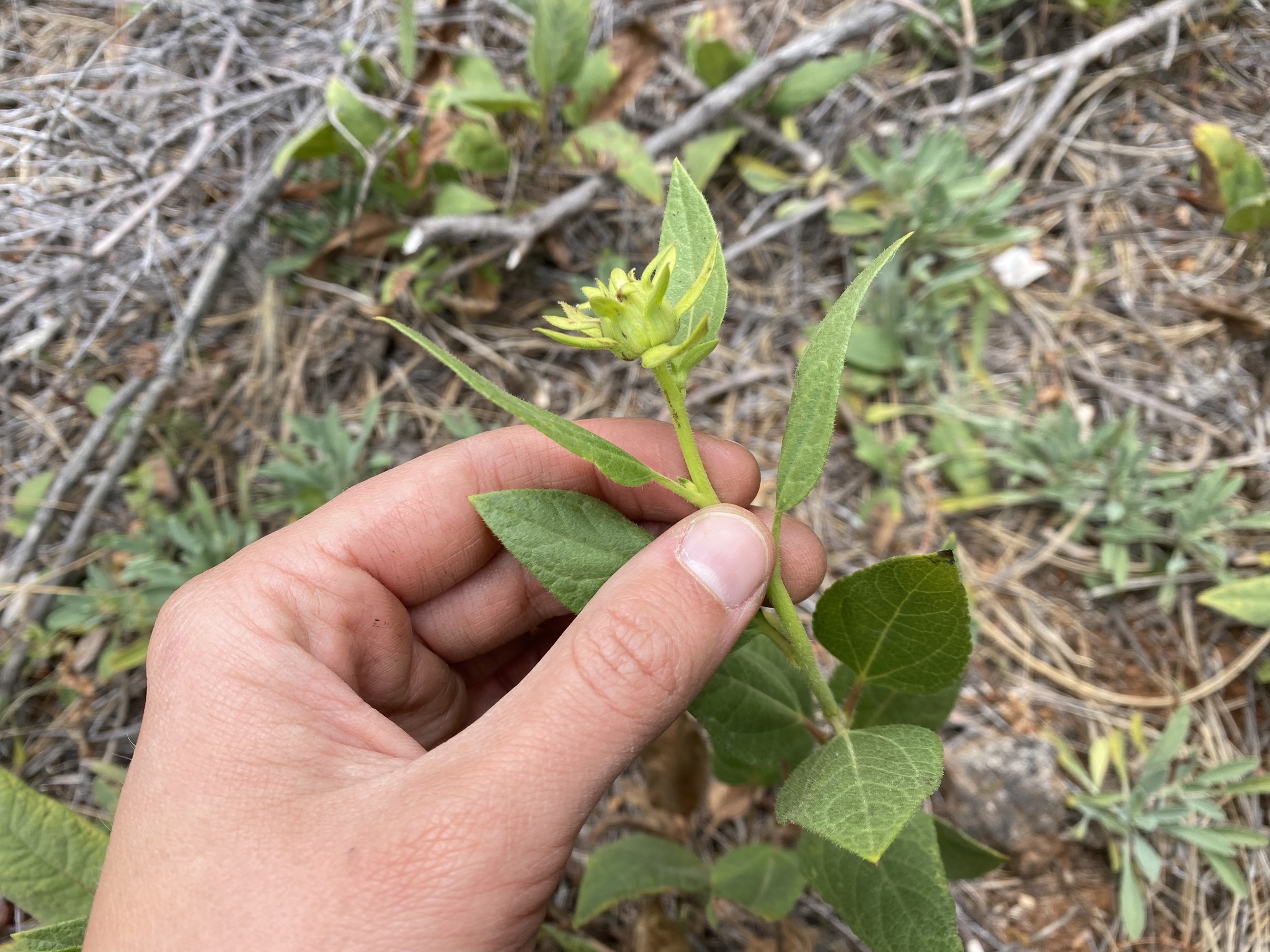 Imagem de Agnorhiza reticulata
