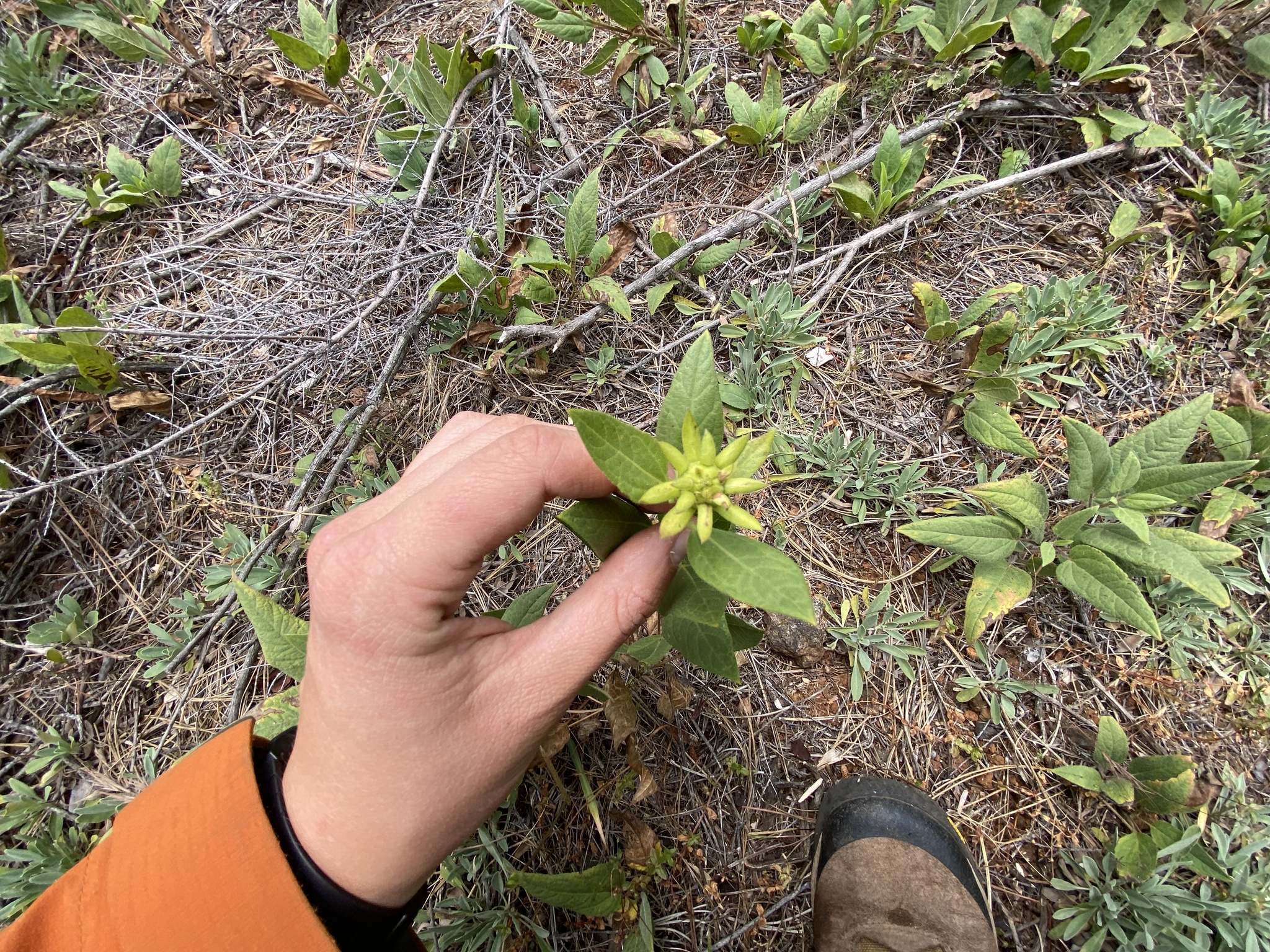 Imagem de Agnorhiza reticulata