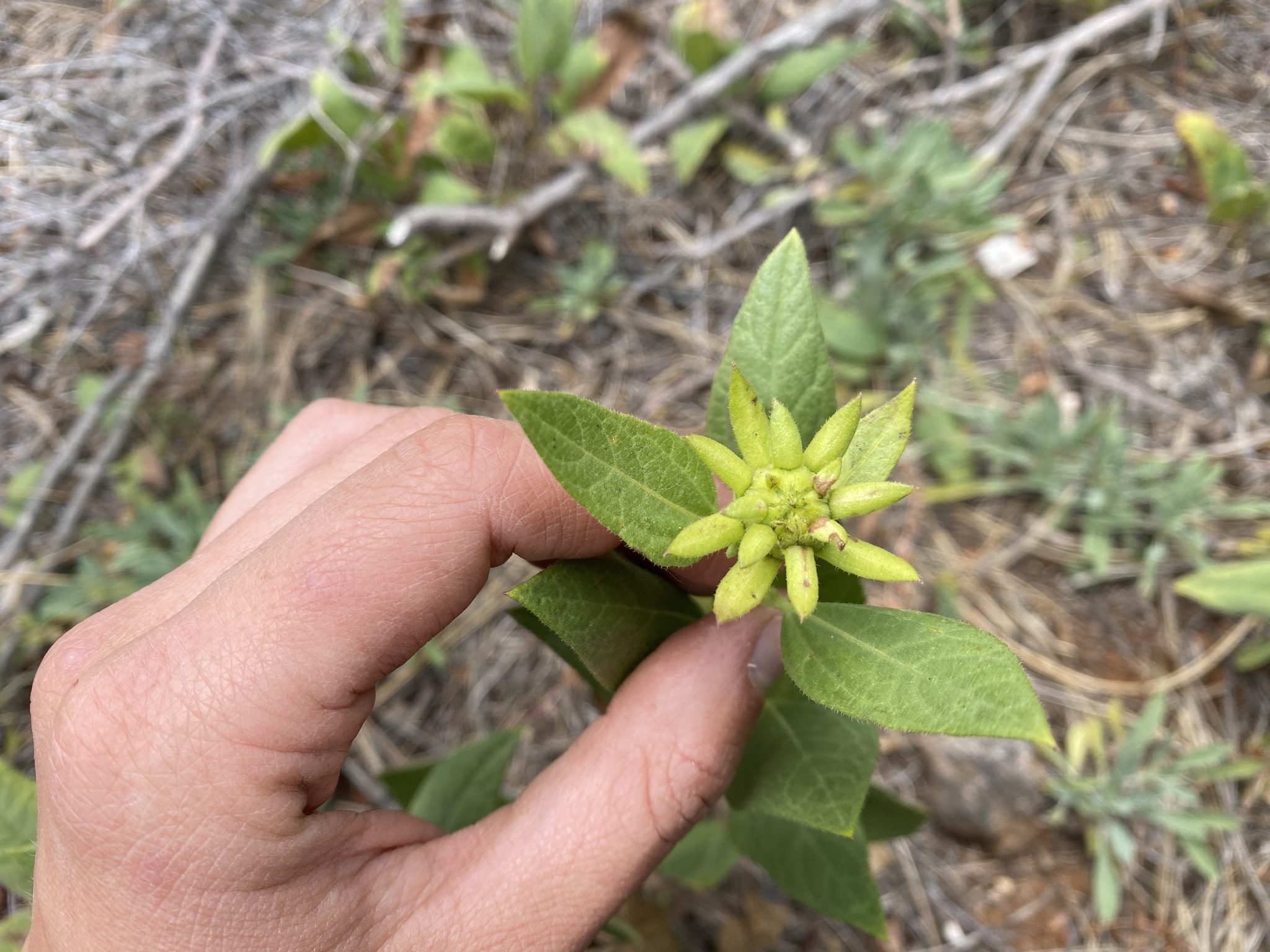 Imagem de Agnorhiza reticulata