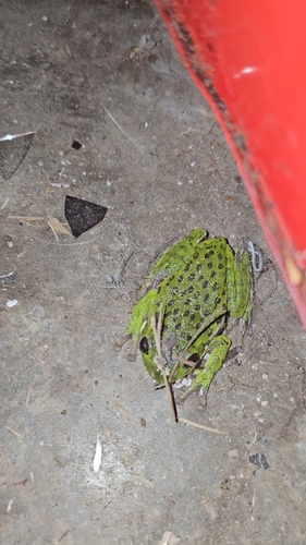 Barking Tree Frog