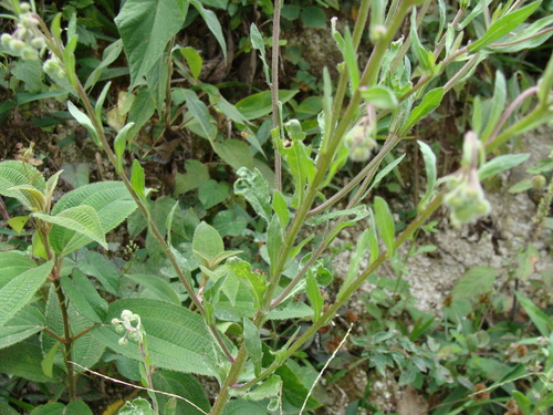 Image of Erigeron laevigatus by (c) Alexis López Hernández, some rights reserved (CC BY)
