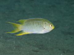 Coral Demoiselle photo 2