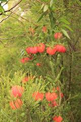 Melaleuca sparsa, photograph (c) Carmon, some rights reserved (CC BY-SA)