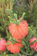 Melaleuca sparsa