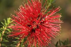 Kunzea baxteri