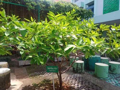 Syzygium aqueum observed 2026-05-25