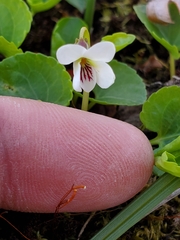 Viola renifolia