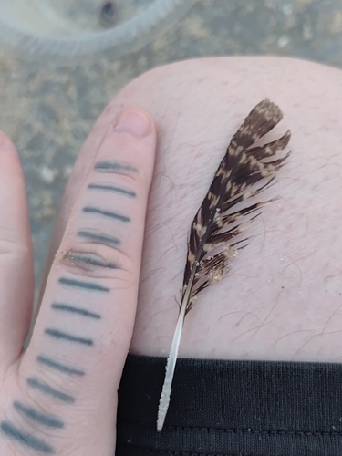 Plume de Engoulevent d'Europe
