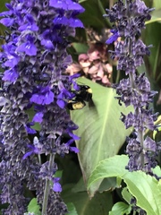 Bombus pensylvanicus