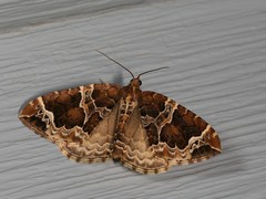 Ecliptopera silaceata