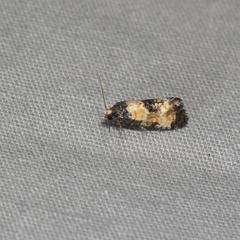 Neocochylis dubitana