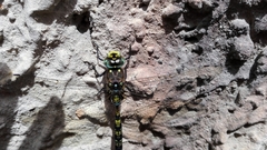 Rhionaeschna marchali