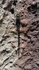 Rhionaeschna marchali