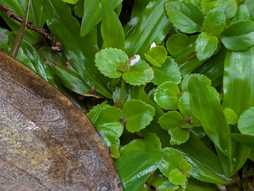 Vandellia diffusa, photograph 4