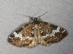 Perizoma alchemillata