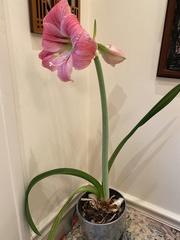Hippeastrum hybridum