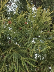 Cryptomeria