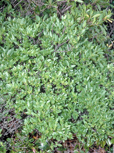 Wikstroemia oahuensis var. oahuensis