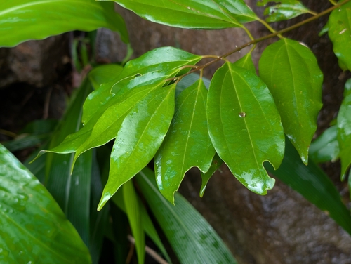 Cinnamomum burmanni observed 2026-05-28