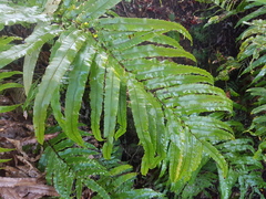 Blechnum novae-zelandiae