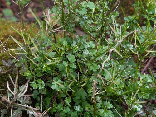 Cardamine occulta observed 2026-05-28