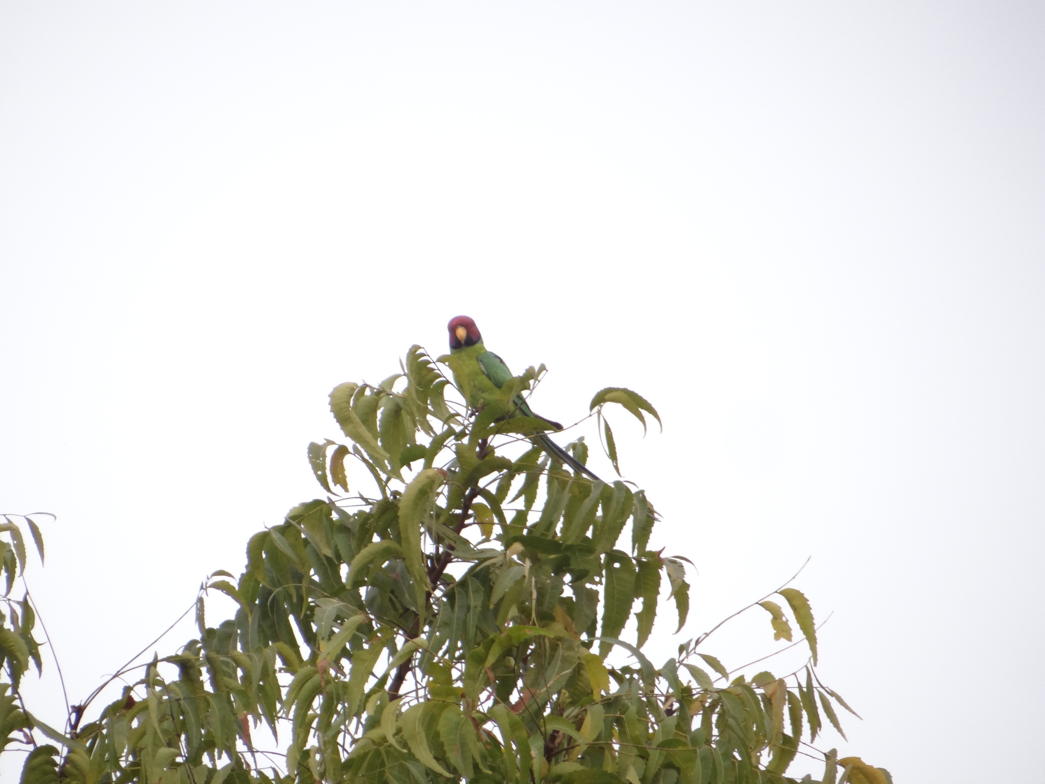 Plum-headed Parakeet (Psittacula cyanocephala), photo 8
