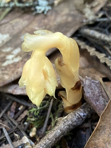 pinesap