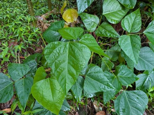 Erythrina poeppigiana, photograph 5