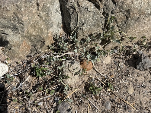 Acleisanthes longiflora, photograph 6
