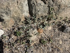 Acleisanthes longiflora, photograph (c) Ian McFaul, some rights reserved (CC BY)