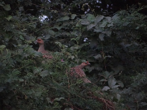 Grey Francolin (Ortygornis pondicerianus), photo 7