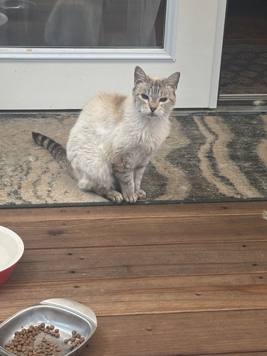 Domestic Cat