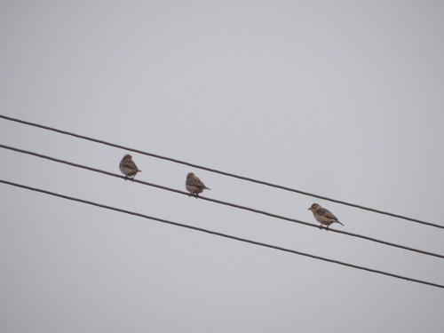 Baya Weaver (Ploceus philippinus)
