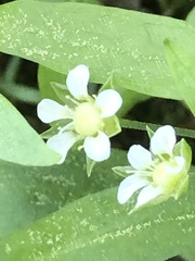 Moehringia