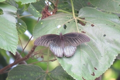 Papilio memnon