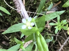 Moehringia